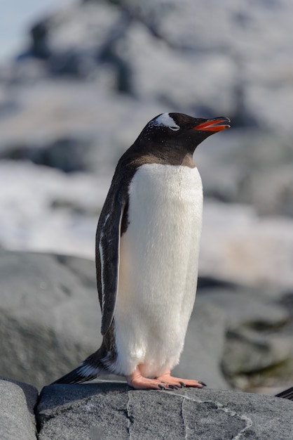 Pinguim-gentoo em pedra na Antártica