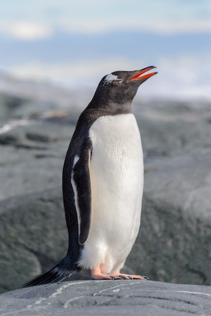 Pinguim-gentoo em pedra na Antártica