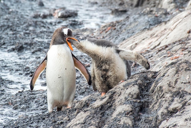 Pinguim-gentoo encontrando uma garota na Antártica