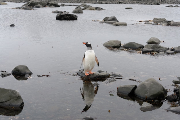 Pinguim-gentoo na água