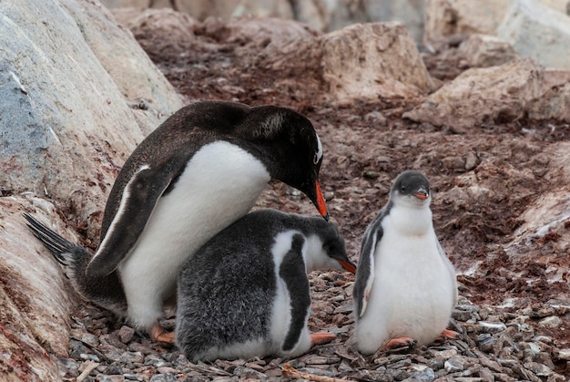 Pinguim Gentoo na praia alimentando seu filhote Port Lockroy Goudier Ilha Antártica