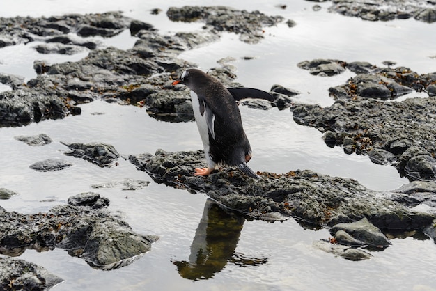 Pinguim-gentoo na praia na antártica