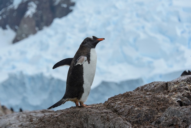 Pinguim-gentoo na rocha