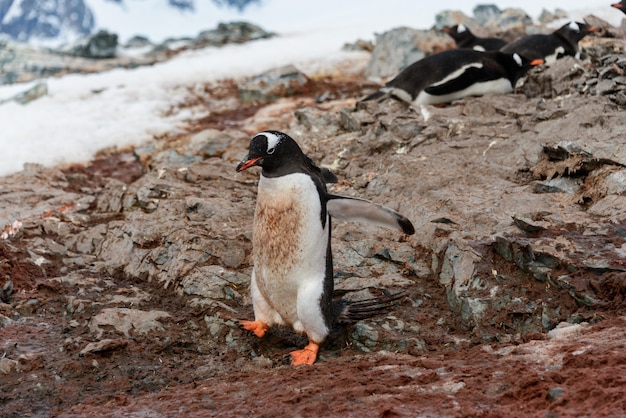 Pinguim-gentoo no chão