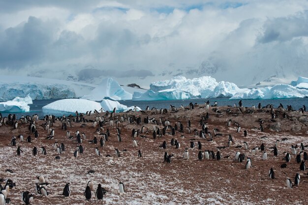 Pinguim-gentoo no ninho