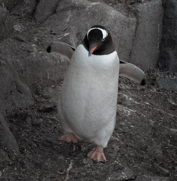 Foto pinguim gentoo pygoscelis papua antártica
