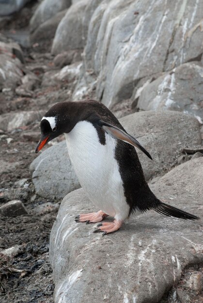 Pinguim Gentoo Pygoscelis papua Antártica