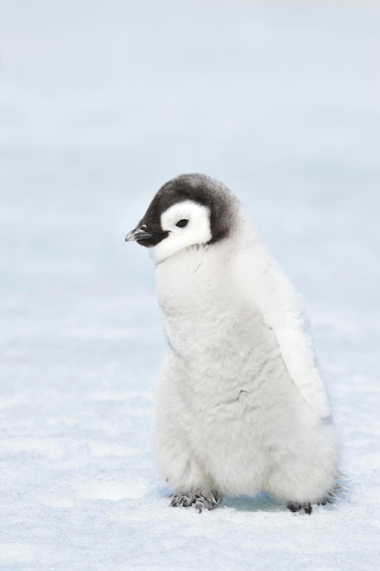 Foto pinguim-imperador filhote
