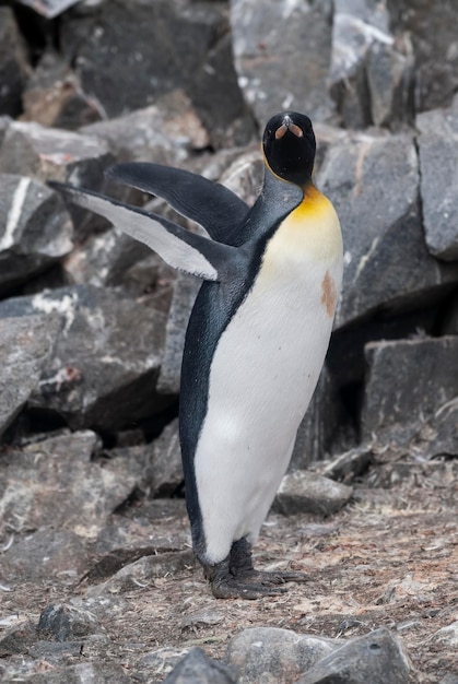 Pinguim-imperadorAptenodytes forsteri em Port Lockroy Goudier island Antartica