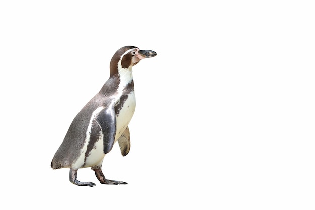 Pinguim isolado no fundo branco.