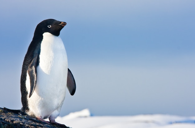 Pinguim preto e branco