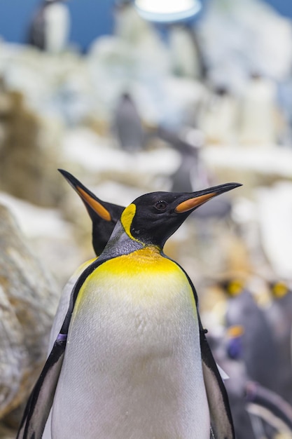 Pinguim-rei Aptenodytes patagonicus em cativeiro