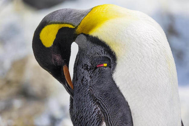 Pinguim-rei aptenodytes patagonicus limpando-se com o bico