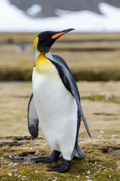 Pinguim-rei de perto na ilha da Geórgia do Sul Antártica