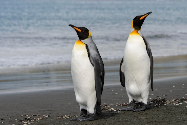 Pinguim-rei de perto na ilha da Geórgia do Sul Antártica