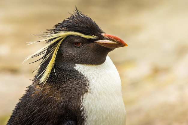 Foto pinguim rockhopper do norte