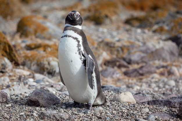 pinguim sentado na praia rochosa