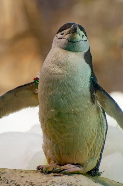 Pinguim