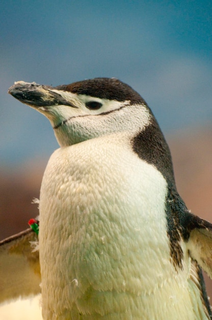 Pinguim