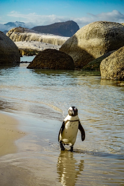 Foto pinguin am strand