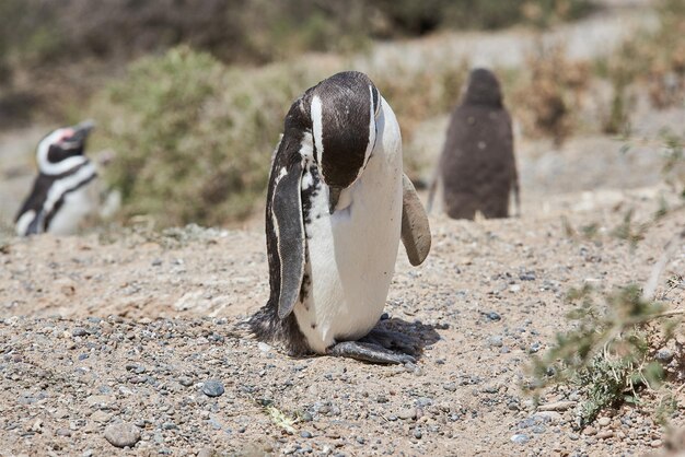 Foto pinguin auf der halbinsel valdes chubut argentinien