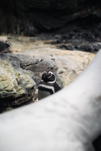 Pinguin im Zoo