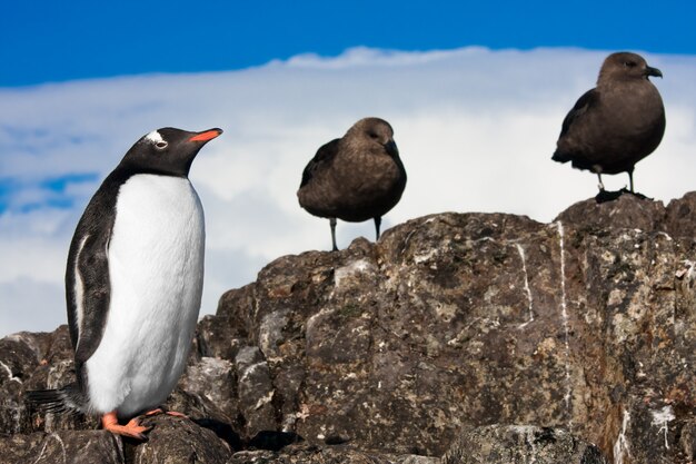 Pinguin in der Antarktis