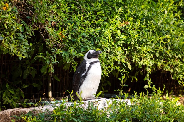 Pinguin in einem Zoo in einem warmen Klima