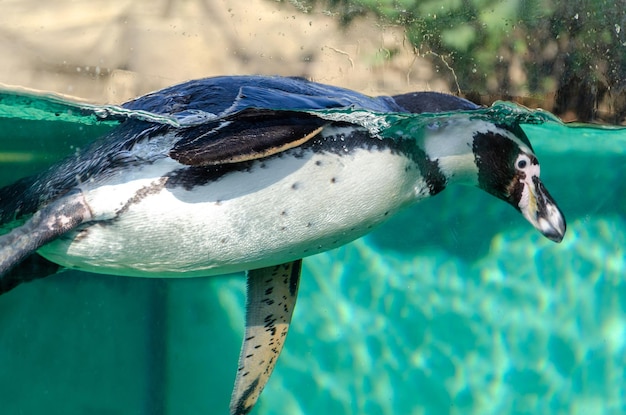 Pinguin schwimmt im Wasser Humboldt-Pinguin taucht im Pool im Zoo Selektiver Fokus in der Nähe