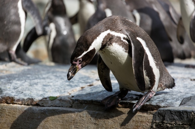 Pinguin versucht, in das Wasser zu tauchen, Gruppe Humboldt-Pinguine im Hintergrund