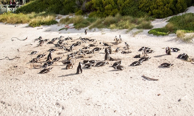 Foto pinguine am strand des atlantischen ozeans in südafrika, kapstadt