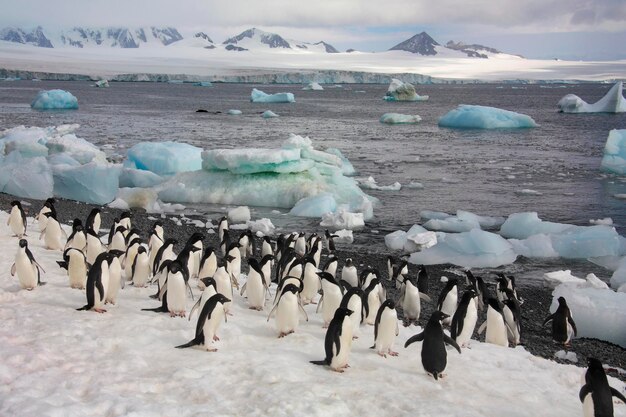 Foto pinguine antarktis