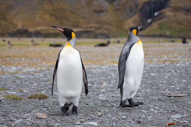 Foto pinguine auf dem boden