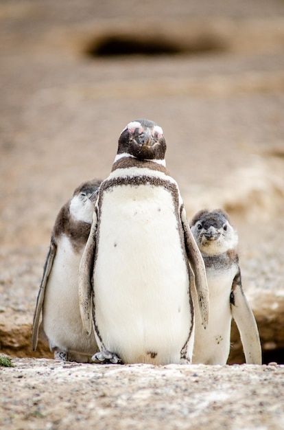 Pinguine auf dem Feld