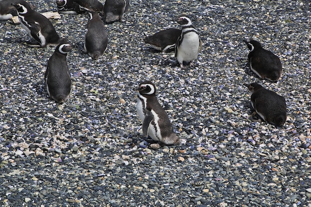 Pinguine auf der Insel im Beagle-Kanal nahe Ushuaia-Stadt, Feuerland, Argentinien
