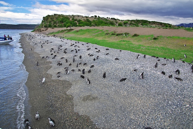 Pinguine auf der Insel im Beagle-Kanal schließen Ushuaia-Stadt in Feuerland, Argentinien