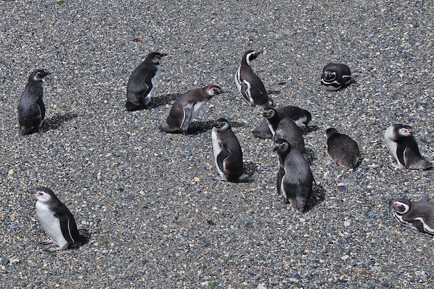 Pinguine auf der Insel im Beagle-Kanal schließen Ushuaia-Stadt in Feuerland, Argentinien