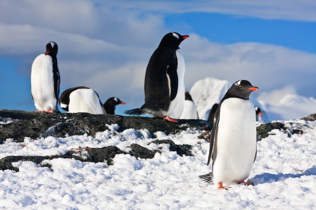 Pinguine auf einem Felsen