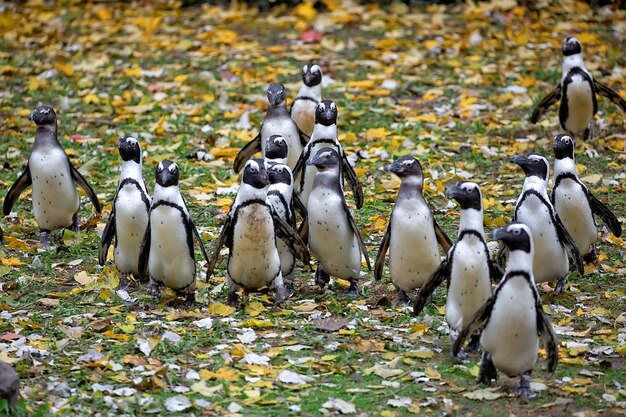 Pinguine auf einer Lichtung