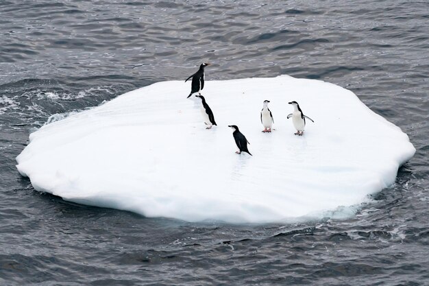 Pinguine, die auf einem Eisberg schwimmen