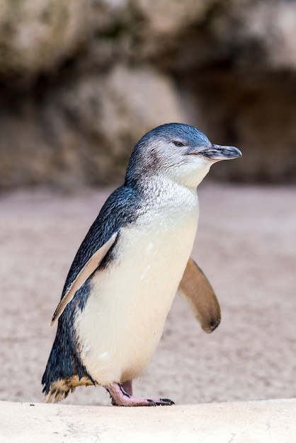 Pinguine im Wildpark in Perth Australien.