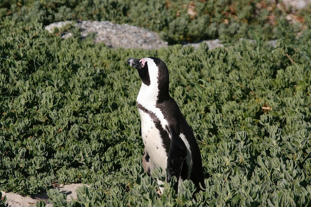 Pinguine Kapstadt Südafrika