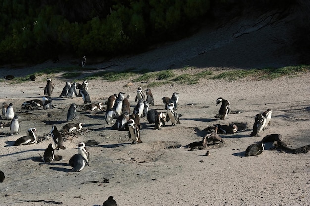 Pinguine Kapstadt Südafrika