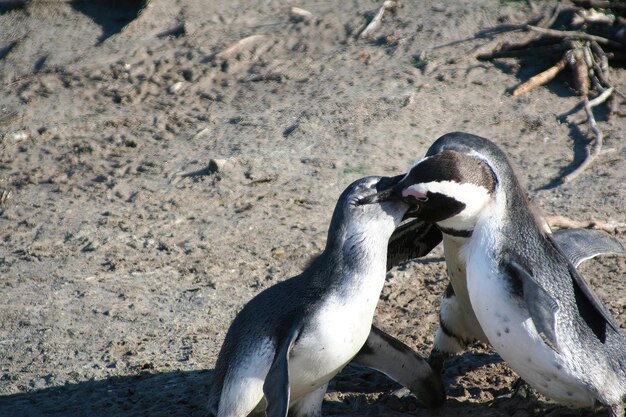 Pinguine Kapstadt Südafrika