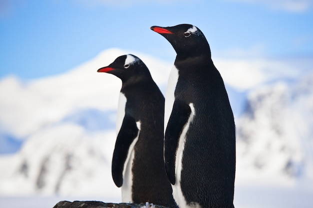 Pinguine träumen auf einem Felsen