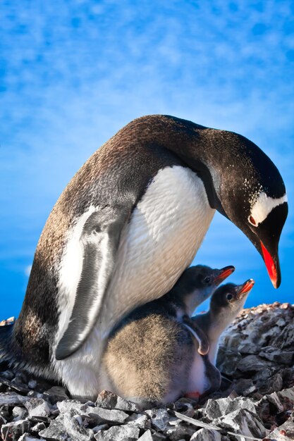 Pinguinmutter und ihre beiden Kinder in der Antarktis