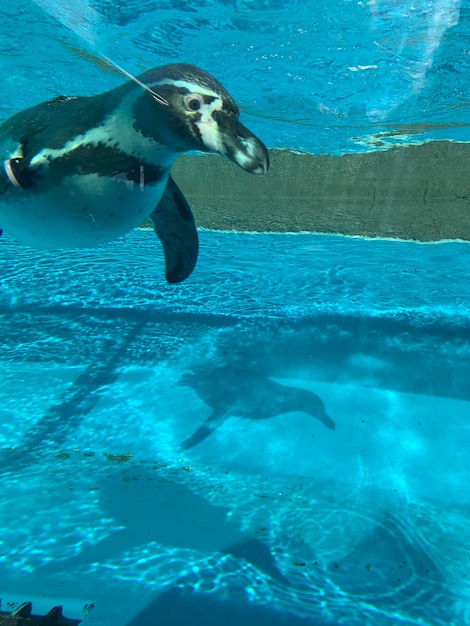 Foto pingüino de acuario