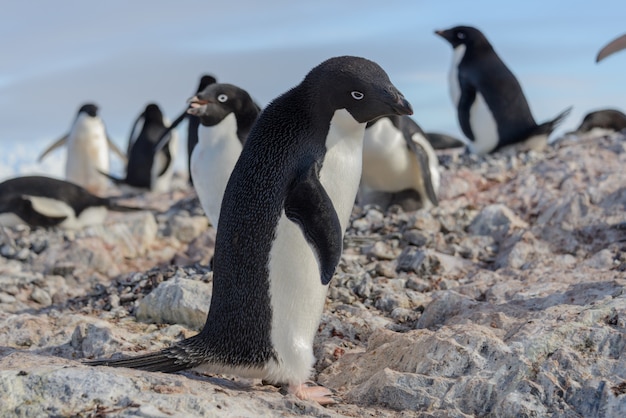 Pingüino Adelia en la playa