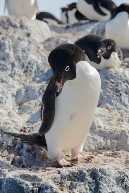 Foto pingüino adelia en la playa