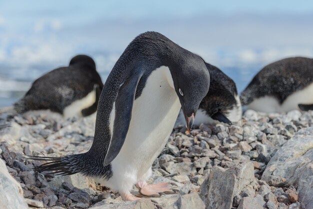 Pingüino Adelia en la playa